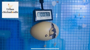 How To Hatch Chicken Eggs From Start To Finish