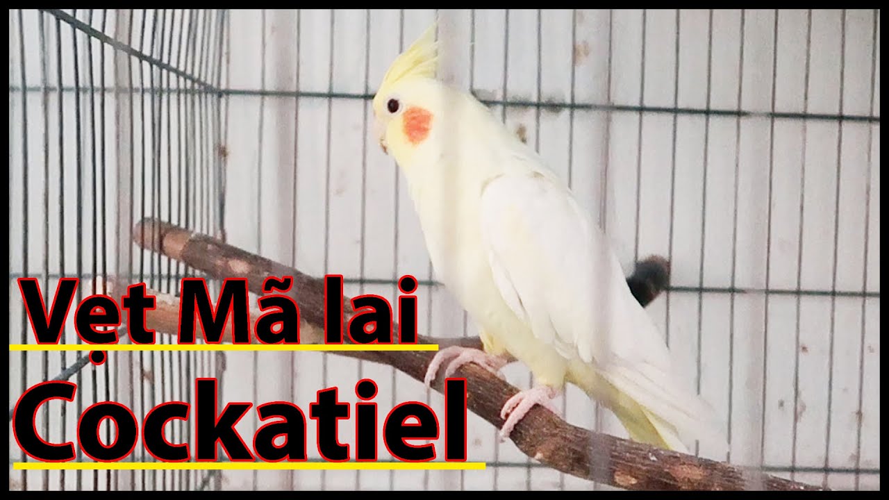 Vẹt Cockatiel: Đặc Điểm, Tập Tính Và Cách Chăm Sóc Phù Hợp Nhất - Yêu Chim
