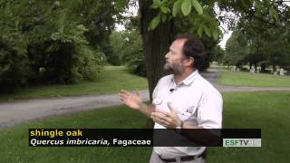 Trees with Don Leopold - shingle oak