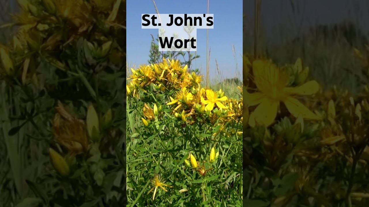 The Healing Powers of St. John's Wort: Natural Remedy for Depression, Anxiety, Sleep Disorders| SGK