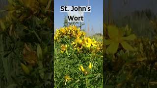 The Healing Powers of St. John's Wort: Natural Remedy for Depression, Anxiety, Sleep Disorders| SGK