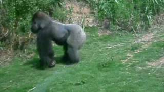 Gorilla Escapes at Riverbanks Zoo in Columbia,SC