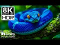 Most Beautiful 8K Video in The World | Dolby Vision 8K HDR 240 fps (8K/4K TV DEMO)