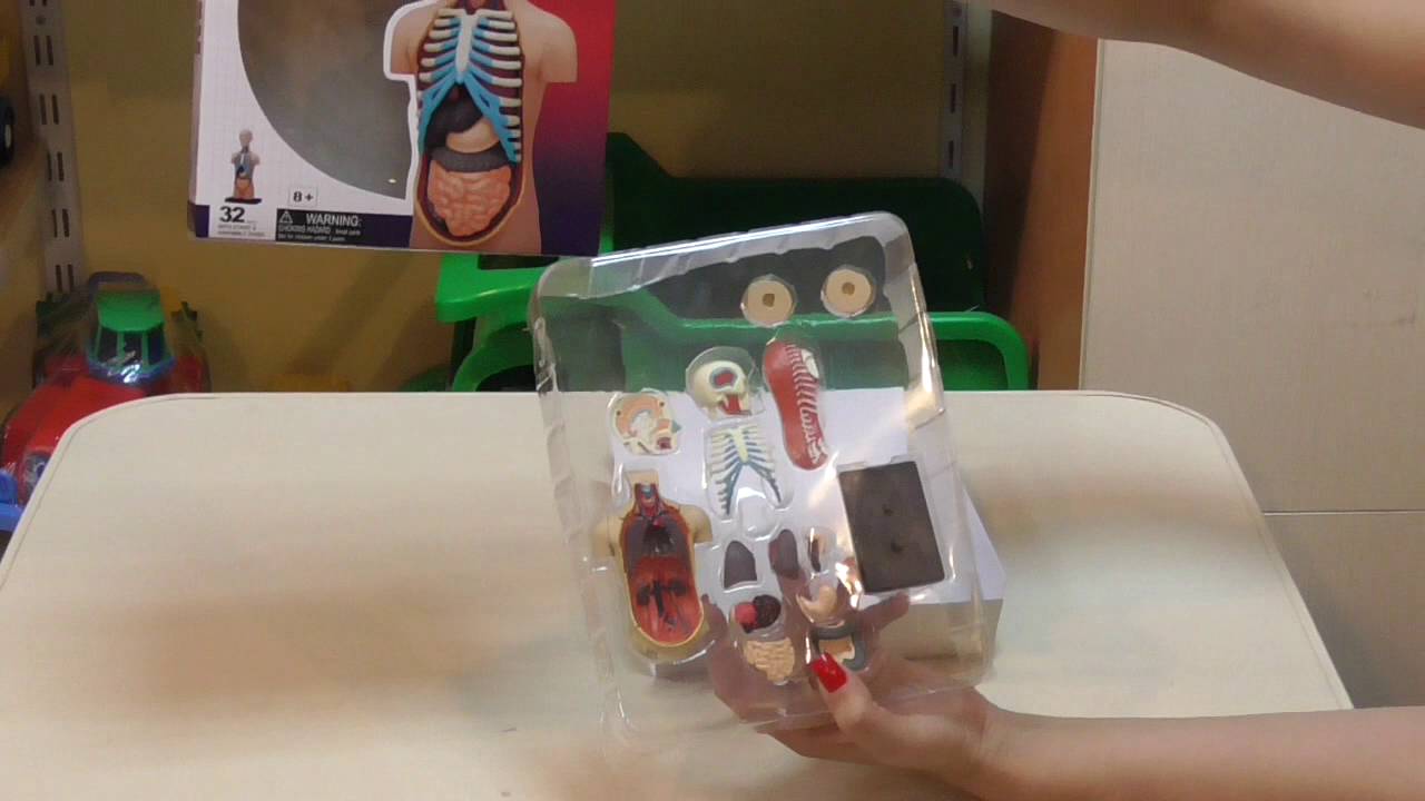 Анатомическая модель Торс человека 26051 4D Master