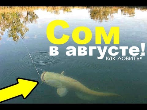 Как ловить сома в августе? Секреты ловли сома в августе!