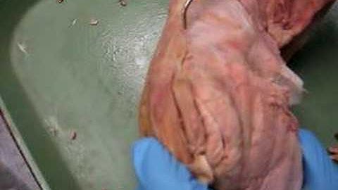 Cat Dissection Vol. 4