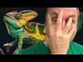 Terrified!! Breeding Chameleons for the First TIME!! | BRIAN BARCZYK