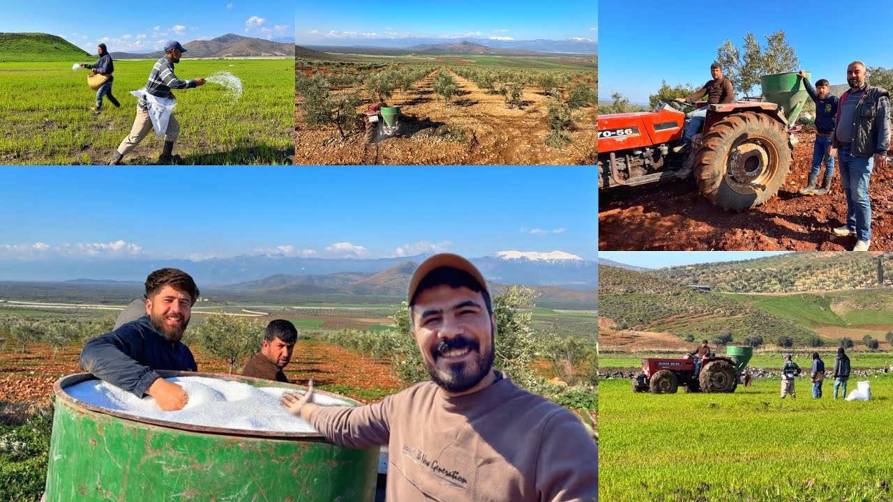 لحظات تاريخية في ريف عفرين… المزارعون يبدأون العمل بعد أمطار غير مسبوقة 🌧️🚜