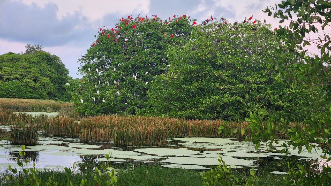 Our National Bird at the Icacos Wetlands 
