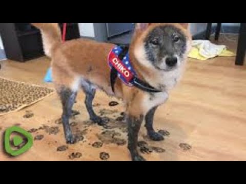 red fox shiba