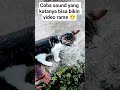 Kucing kampung , tapi selucu ini