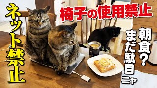 日本一接客態度が悪い猫カフェ