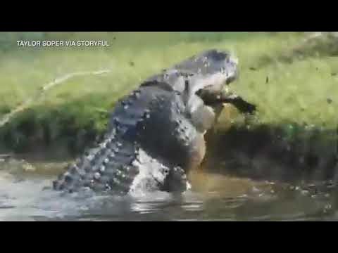 Massive alligator eats other alligator whole in shocking video ABC7 Massive alligator eats other alligator whole in shocking video ABC7