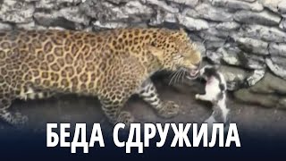 Что делали леопард и кошка, упав в колодец