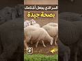 لسر لي يخلي اغنام بصحة جيدة