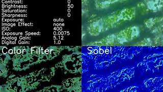 Elodea cell movement  - microscope observation