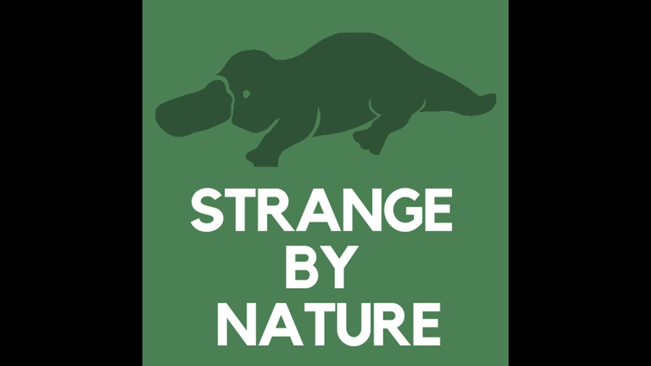 Cave Dwelling Human Fish