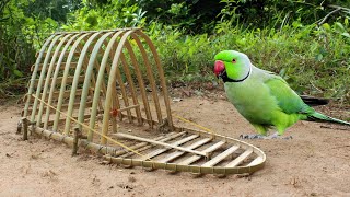 Simple Unique Bamboo Trap - Easy Creative Bird Trap
