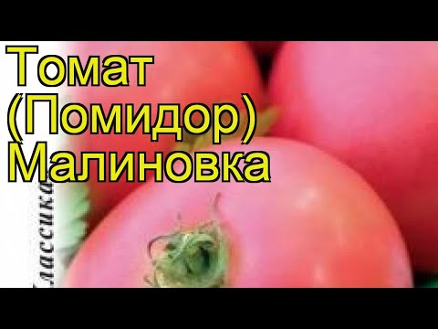 Томат Малиновка. Краткий обзор, описание характеристик, где купить семена solánum lycopérsicum