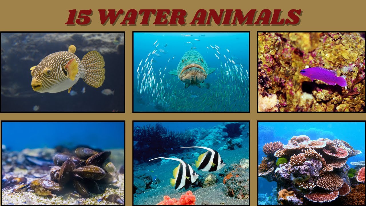Learn Water Animals l WATER ANIMALS NAME SEA ANIMALS NAME, SEA