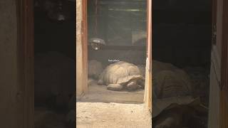 ¡La tortuga más grande que he visto en mi vida! 😮
