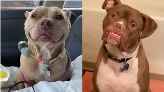 Try not to laugh😂 | cute Pitbull dogs video 🐶 #viral