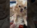 【あげる気ゼロのかまってちゃん♡】#チワワ #chihuahua #可愛い #shorts #チワワちゃん #癒し #cutedog #fyp #foryou