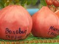 Телеверсия: День минусинского помидора-2017