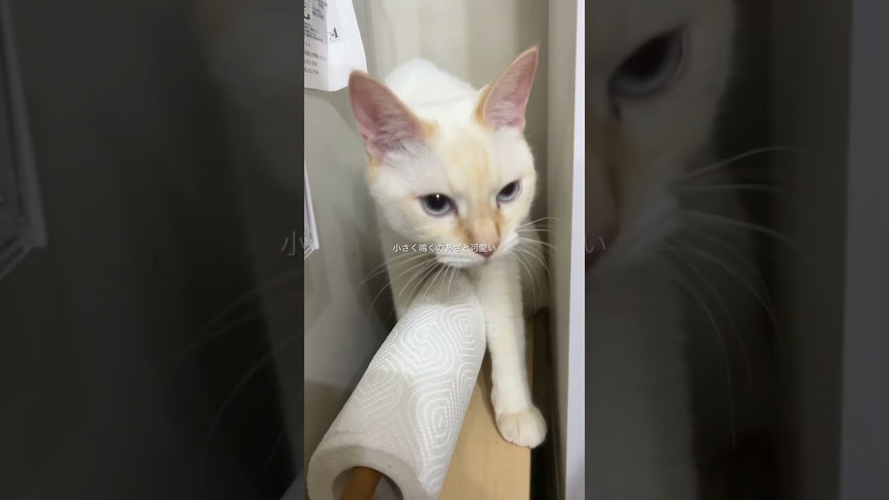 ウチの毛玉が小さく鳴いてて可愛いです#shorts #ねこ #こねこ #ねこのいる生活