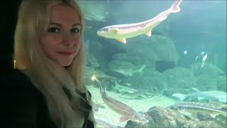VLOG: 17.03.2019 обзор Sochi Discovery World Aquarium