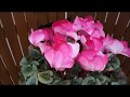 シクラメン6号鉢youtube　ニキフルール　ギフト　プレゼント　鉢花　母の日　hydrangea　あじさい　cyclamen　シクラメン　japan　群馬の鉢花