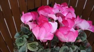 シクラメン6号鉢youtube　ニキフルール　ギフト　プレゼント　鉢花　母の日　hydrangea　あじさい　cyclamen　シクラメン　japan　群馬の鉢花