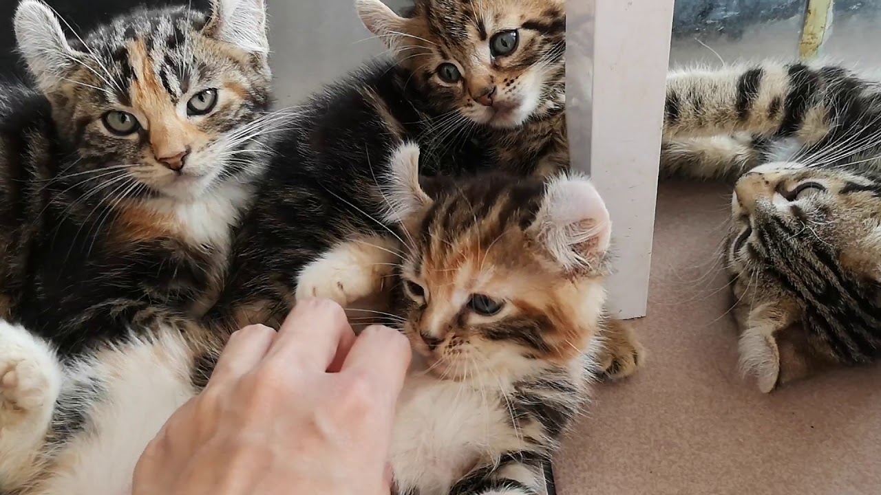 American curl kittens - YouTube