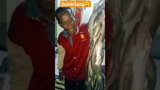 hasil strike mancing ikan sembilang | #shorts