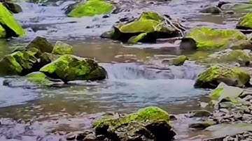 الحزب 14  من سورة الأنعام(من الآية 91 إلى الآية 95) برواية الإمام ورش عن نافع @