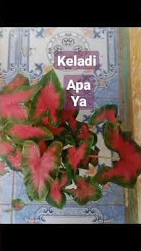 keladi #shorts