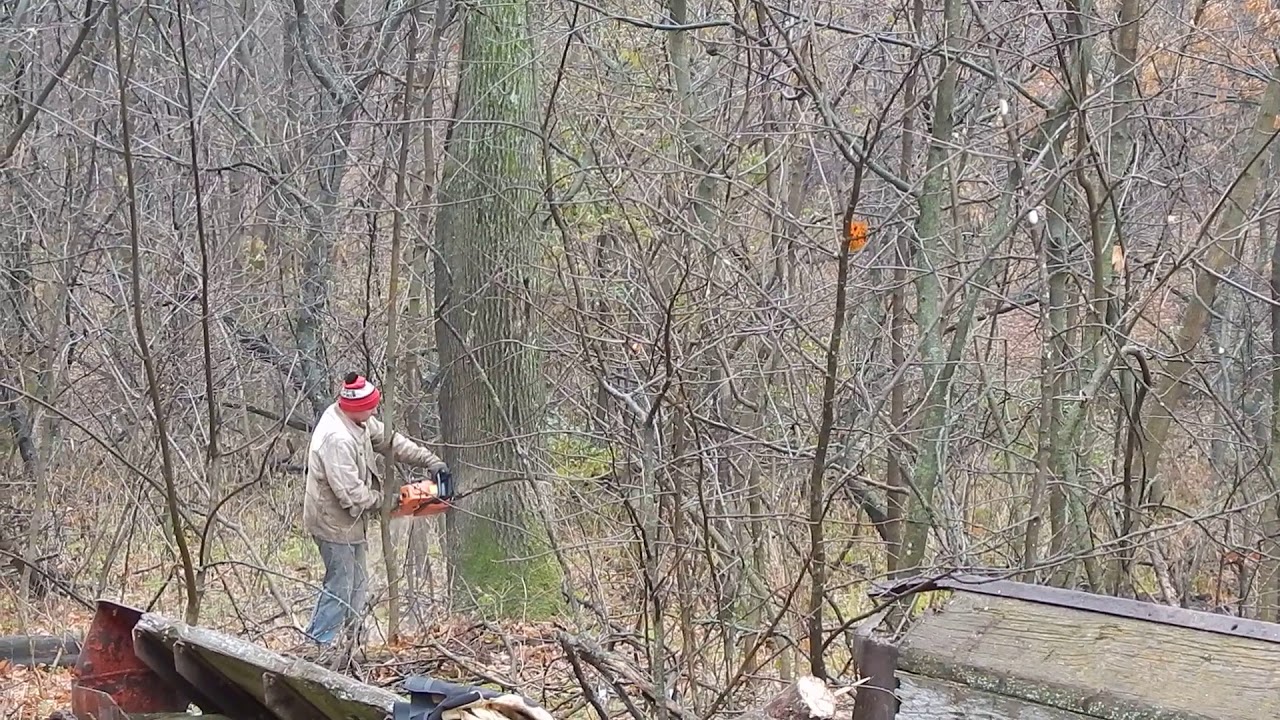 Using a chainsaw to fell a large oak tree for firewood - YouTube