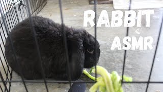 Rabbit ASMR Eating crunchy food... So Satisfying