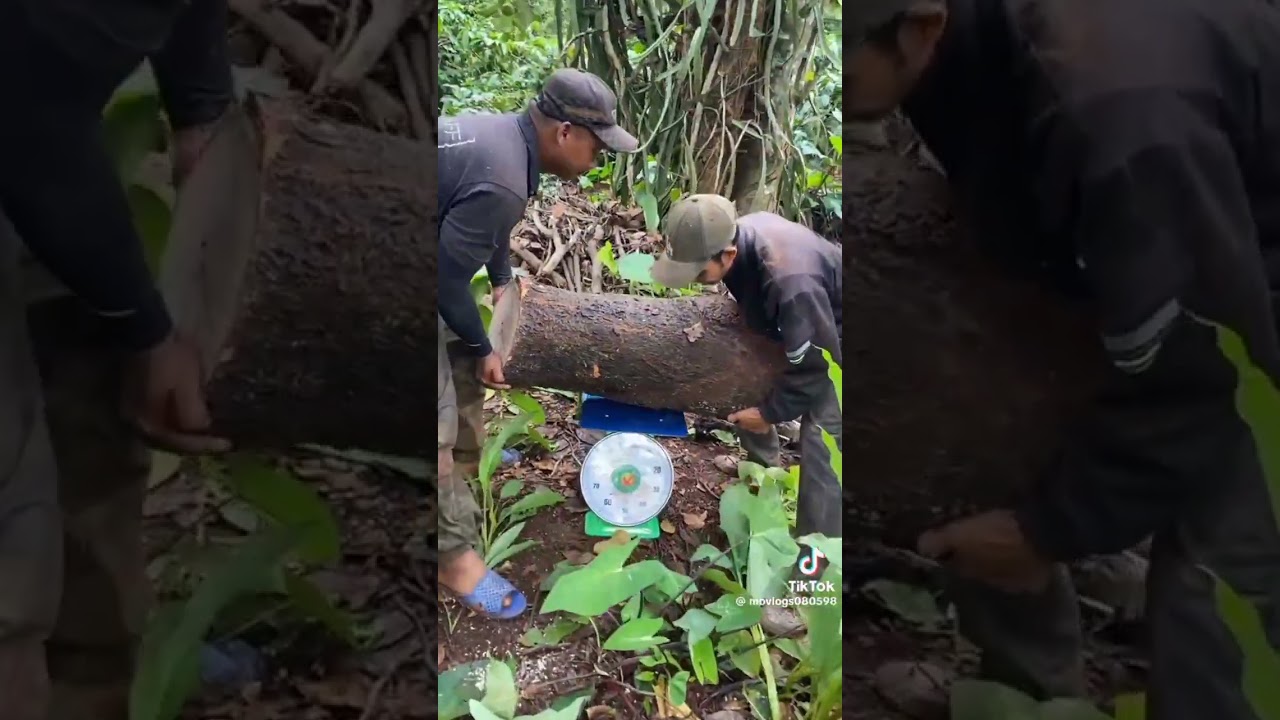 Xe công nông chở củi phần 17