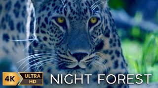 Explore The Mysterious Forest At Night: Relaxing Ambient Sounds: 4K Nature Animals Soft Music 12 Hrs screenshot 4