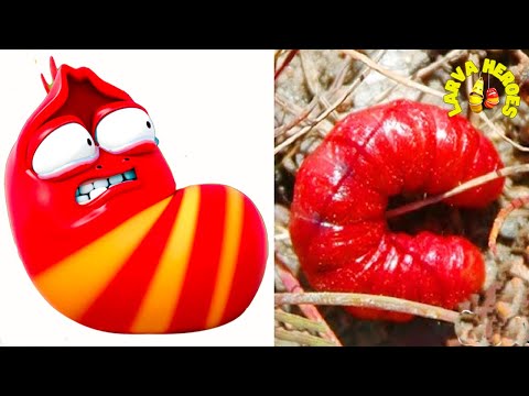 LARVA SEASON 3 EPISODE 260 ~ 415 | Cartoon Box Top 100 Episode | Larva Cartoon 2023