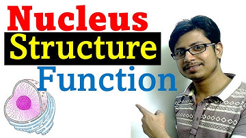 Nucleus structure and function