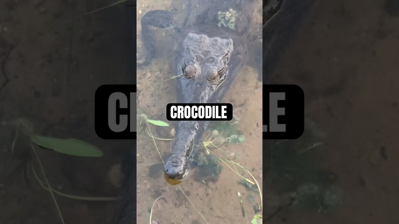 Ceci est un crocodile, et non pas un nénuphar !!! Il pensait vraiment qu’il allait me piéger !!!