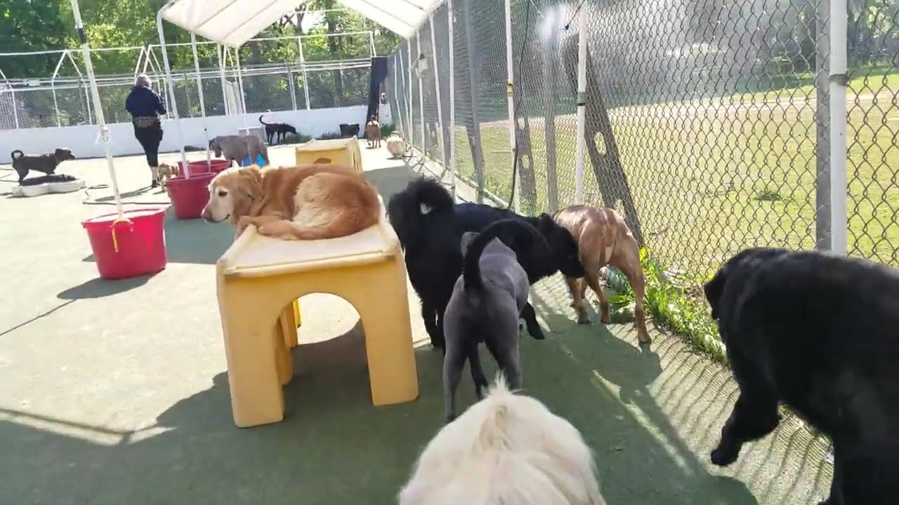 Playtime at Dogs On The Farm & Cats Too!