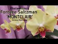 Орхидея ФОРТУНА Phalaenopsis FORTUNE Saltzman MONTCLAIR цветение орхидеи orchid orchids