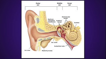 Microgravity - Vestibular System