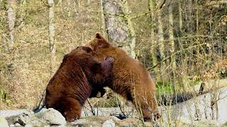 Gratisbuch - Es Zeigt Dir Angst Überwindung - Mut Zu Business Entscheidungen