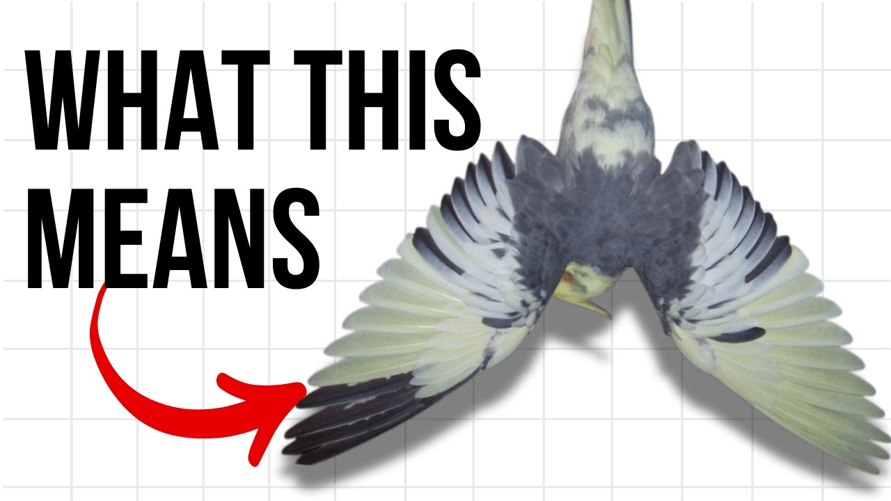 Ваш корелла счастлив или зол? 14 признаков языка тела.