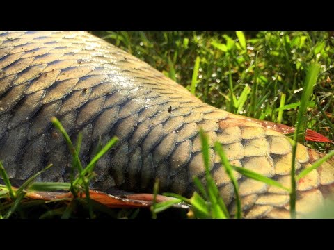 Video Câu cá chép sông - youtube