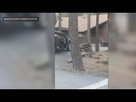 Bear stuck in an SUV in Incline Village rescued by deputies